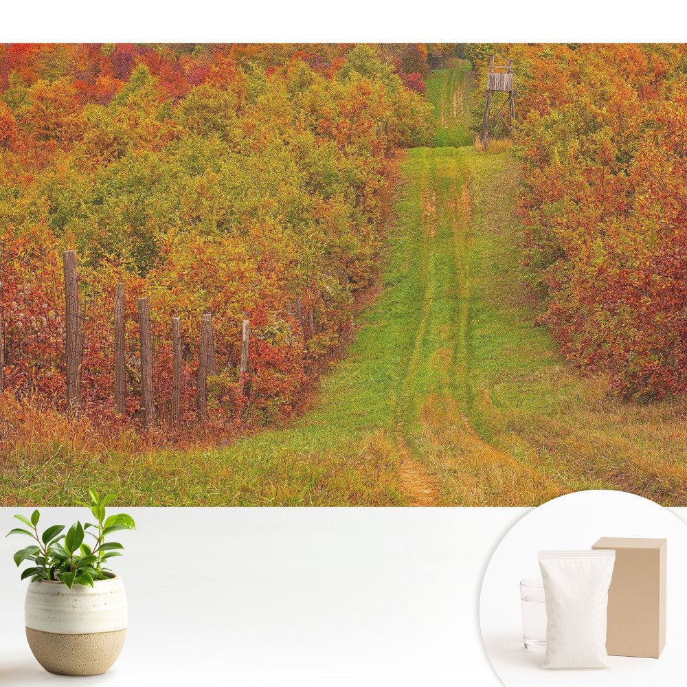 Dekor tapéta Őszi út színes fák között