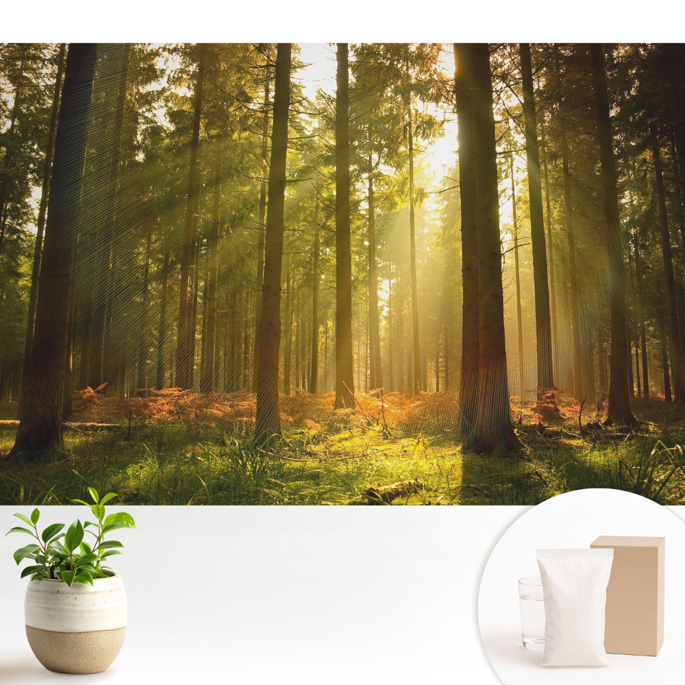 Tapéta Napos erdő reggel