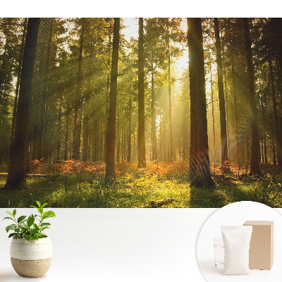 Tapéta Napos erdő reggel