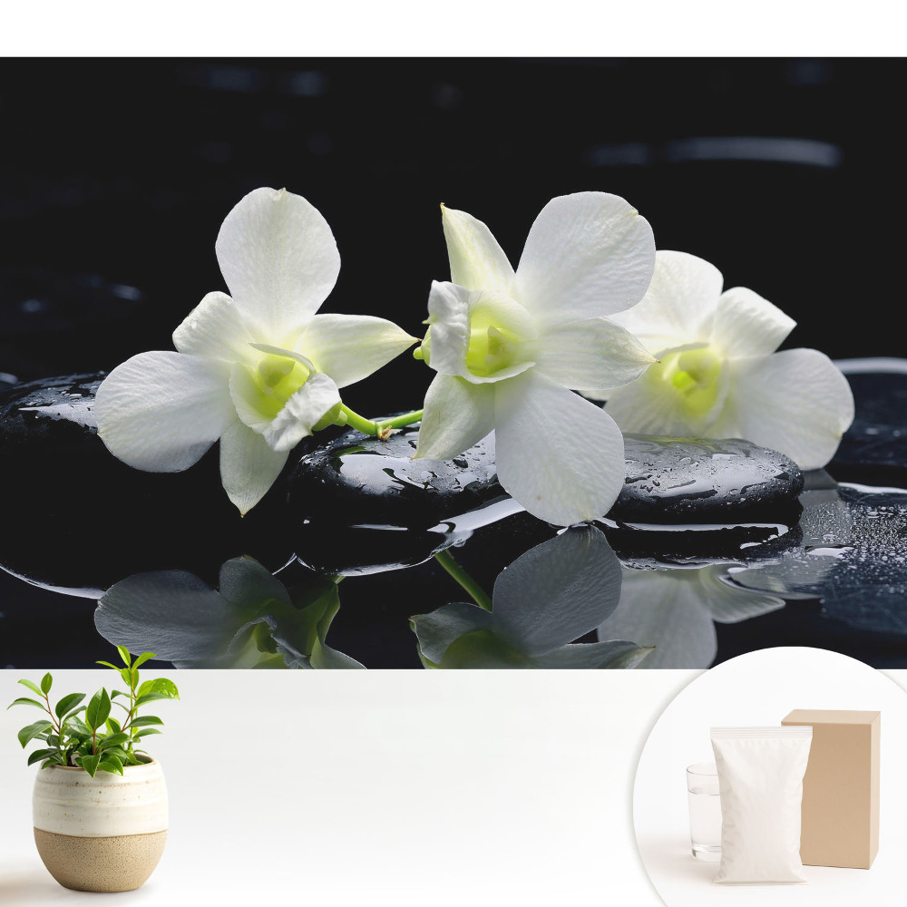 Tapéta Fehér orchideák köveken.