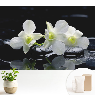 Tapéta Fehér orchideák köveken.