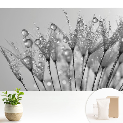 Modern tapéta Cseppek pitypang magokra