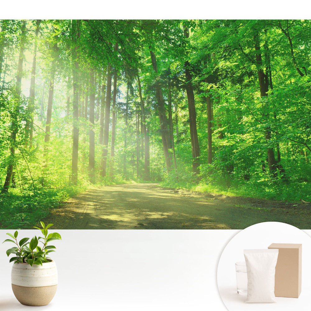 Dekor tapéta Zöld erdő nap béke