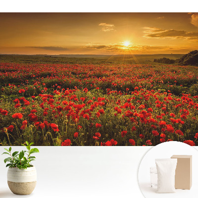 Modern tapéta Naplemente a pipacsmezőn