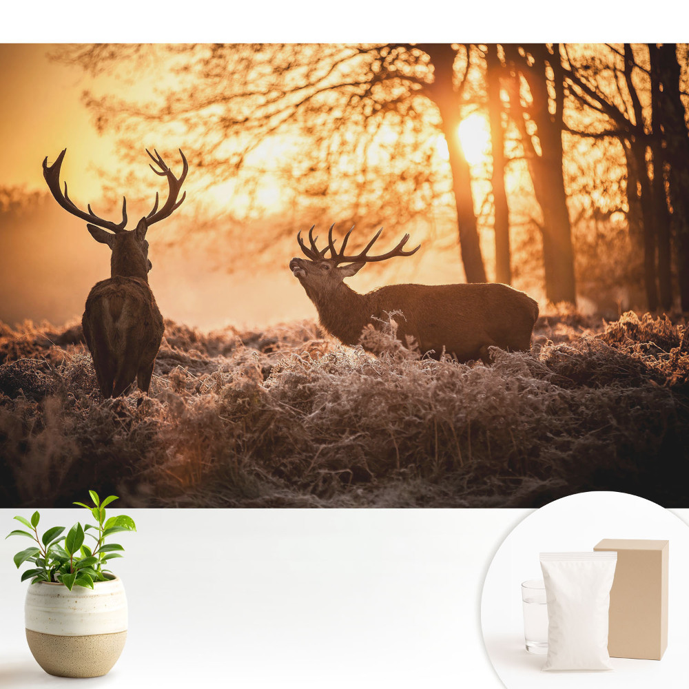 Modern tapéta Őszi szarvasok a napfelkelte fényében