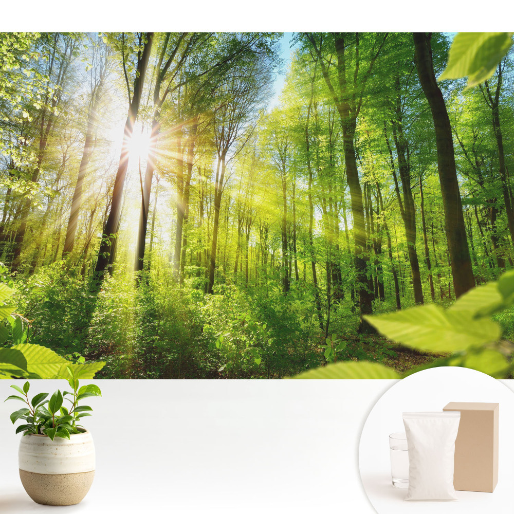 Modern tapéta Erdő táj napfény energiája.