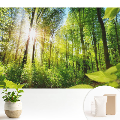 Modern tapéta Erdő táj napfény energiája.