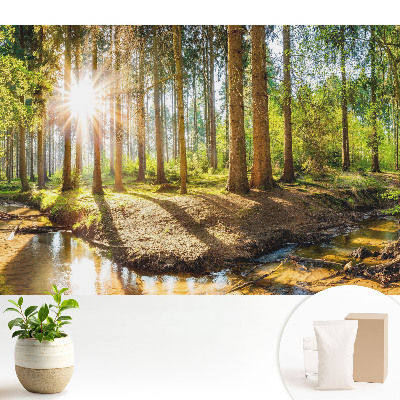 Tapéta Sugárzó nap erdei tájban