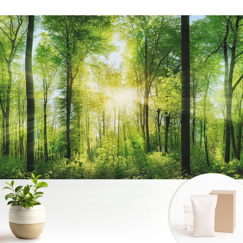 Tapéta Zöld erdő a nap sugaraiban
