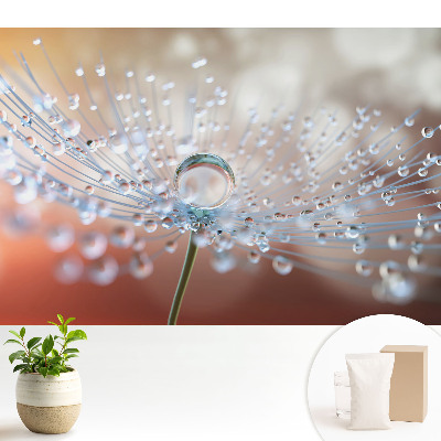 Modern tapéta Egy átlátszó csepp a pitypang szálain