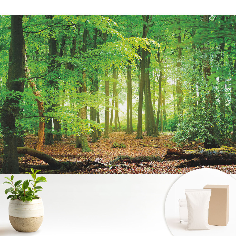Modern tapéta Erdő táj napsugarakkal