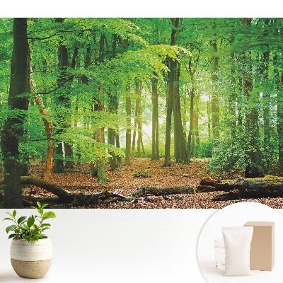 Modern tapéta Erdő táj napsugarakkal