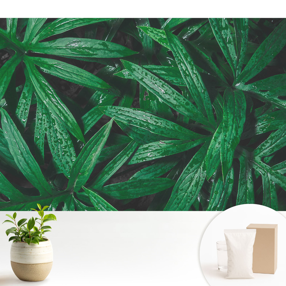 Tapéta Levelek közeli képe