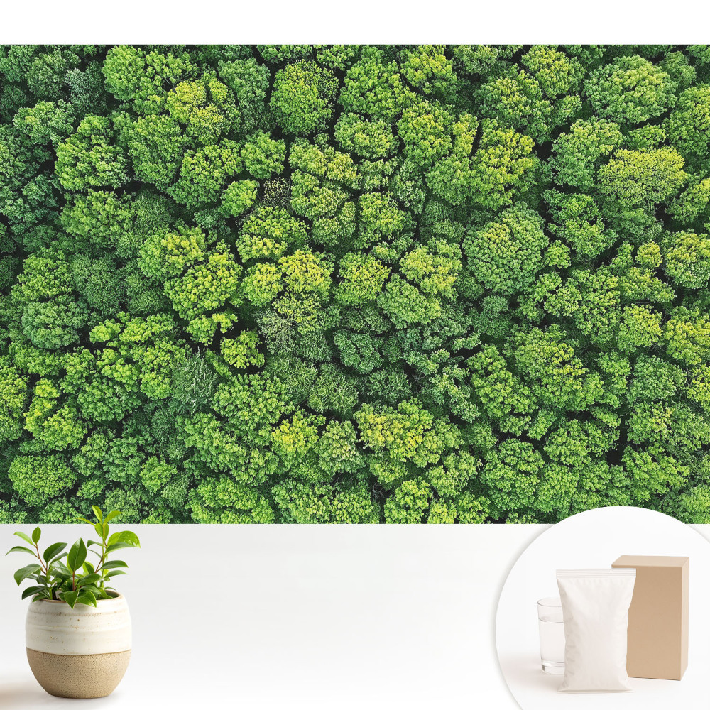 Tapéta Zöld erdő felülről