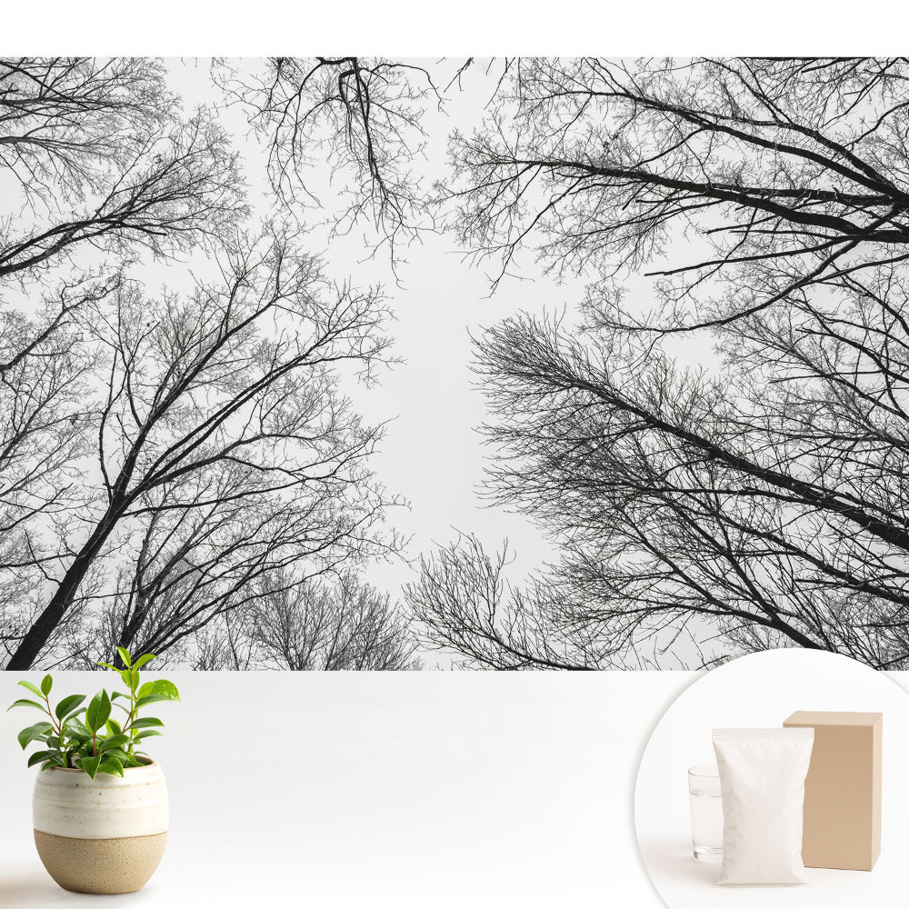 Modern tapéta Fekete-fehér téli fák