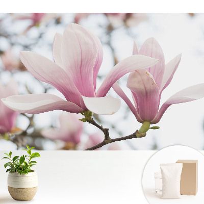 Dekor tapéta Rózsaszín magnóliák romantikus természet
