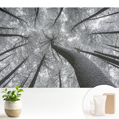 Tapéta Téli erdő alulról