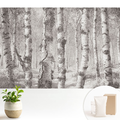 Modern tapéta Nyírfák egy klasszikus erdőben