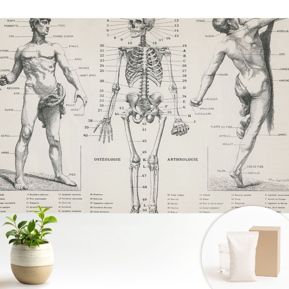 Tapéta Anatómiai illusztrációk retró stílusban