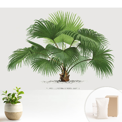 Tapéta Pálmafa klasszikus elegancia