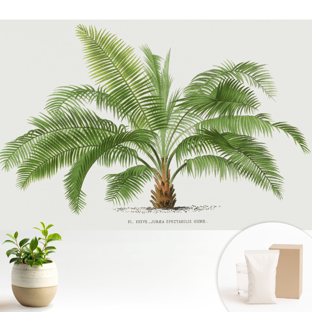 Dekor tapéta Trópusi pálmafa illusztrációja