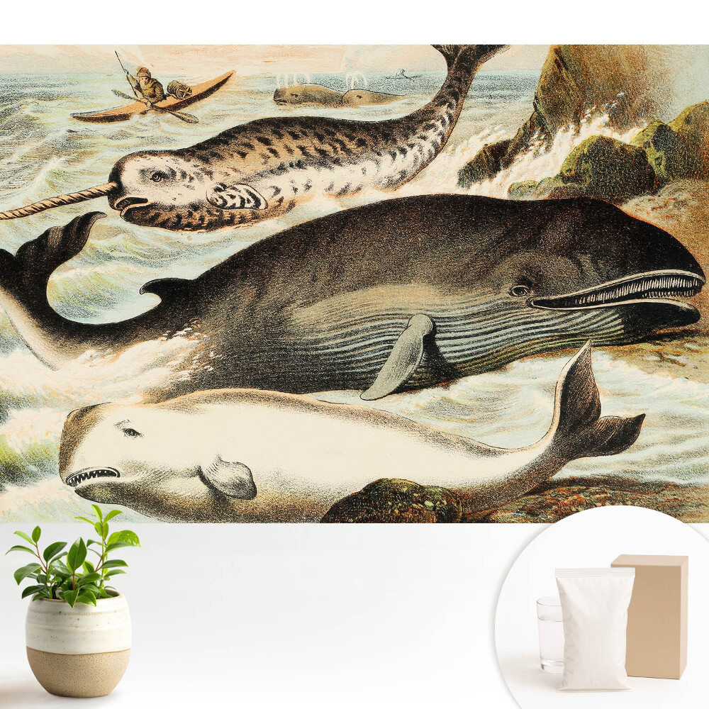 Modern tapéta Klasszikus cetfélék illusztrációja narvállal