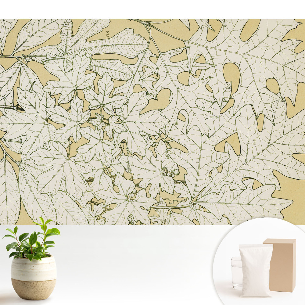 Tapéta Botanikai rajz falevelekről