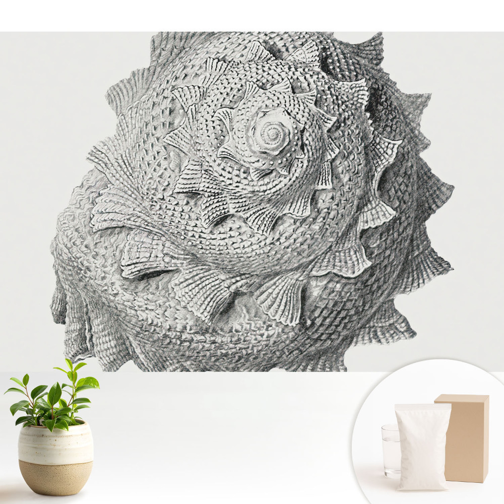 Tapéta Spirálhéj vizuális harmónia