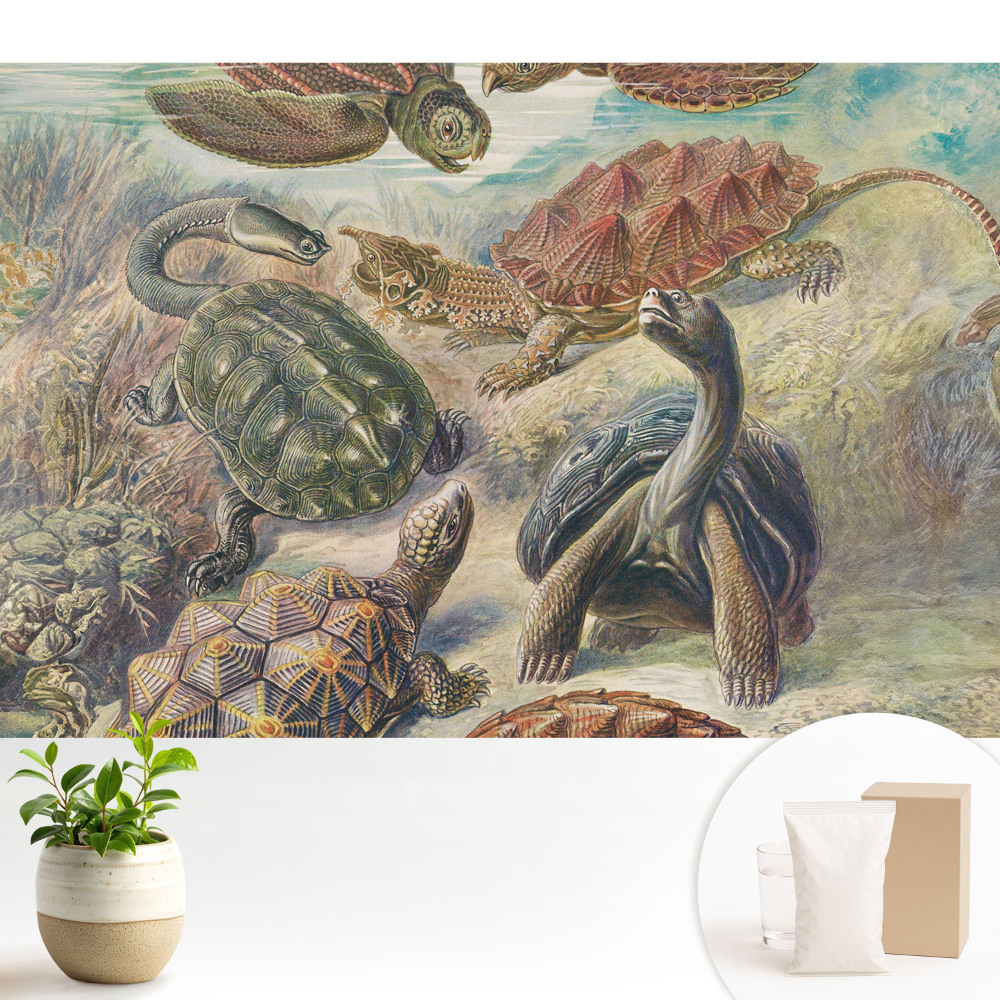 Dekor tapéta Különböző teknősök vízi tájban