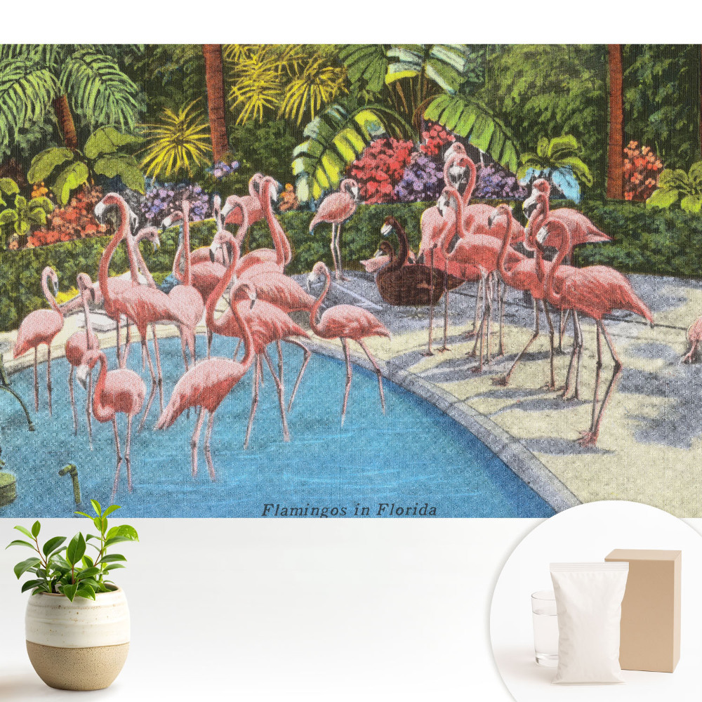 Modern tapéta Flamingók a medence mellett