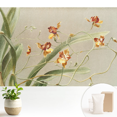 Dekor tapéta Gyönyörű orchideák szürke háttéren