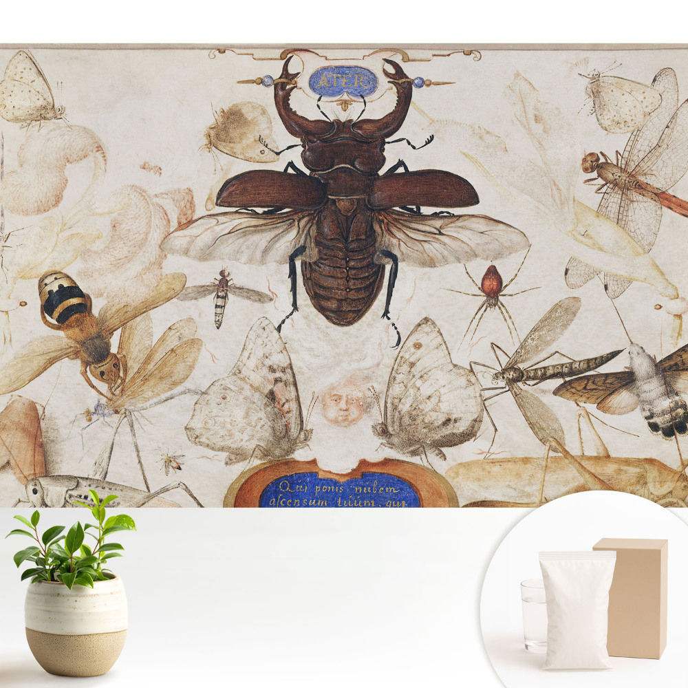 Tapéta Rovarok lepkék pók klasszikus szimmetria