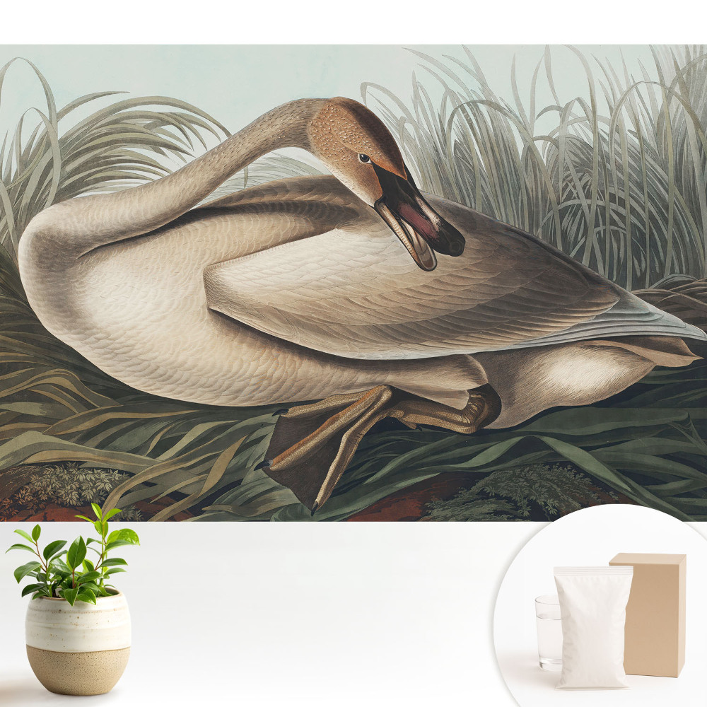 Dekor tapéta Klasszikus hattyú növényekkel a háttérben