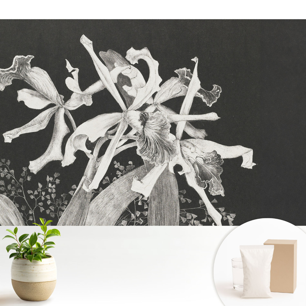 Dekor tapéta Elegáns virágok sötét háttér előtt