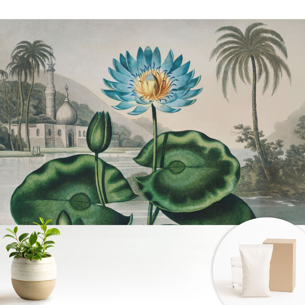 Dekor tapéta Egy egzotikus liliom trópusi környezetben