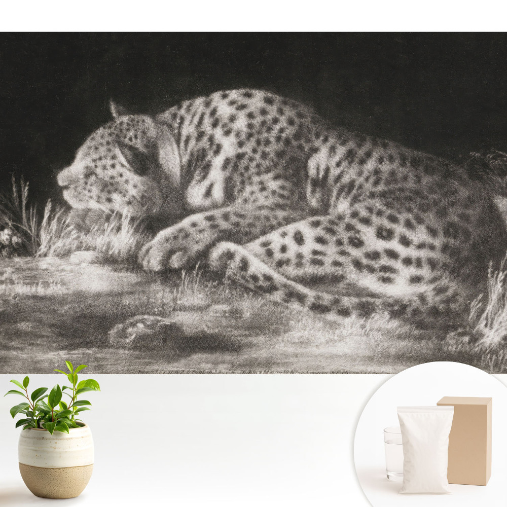 Dekor tapéta Egy leopárd pihen a fűben