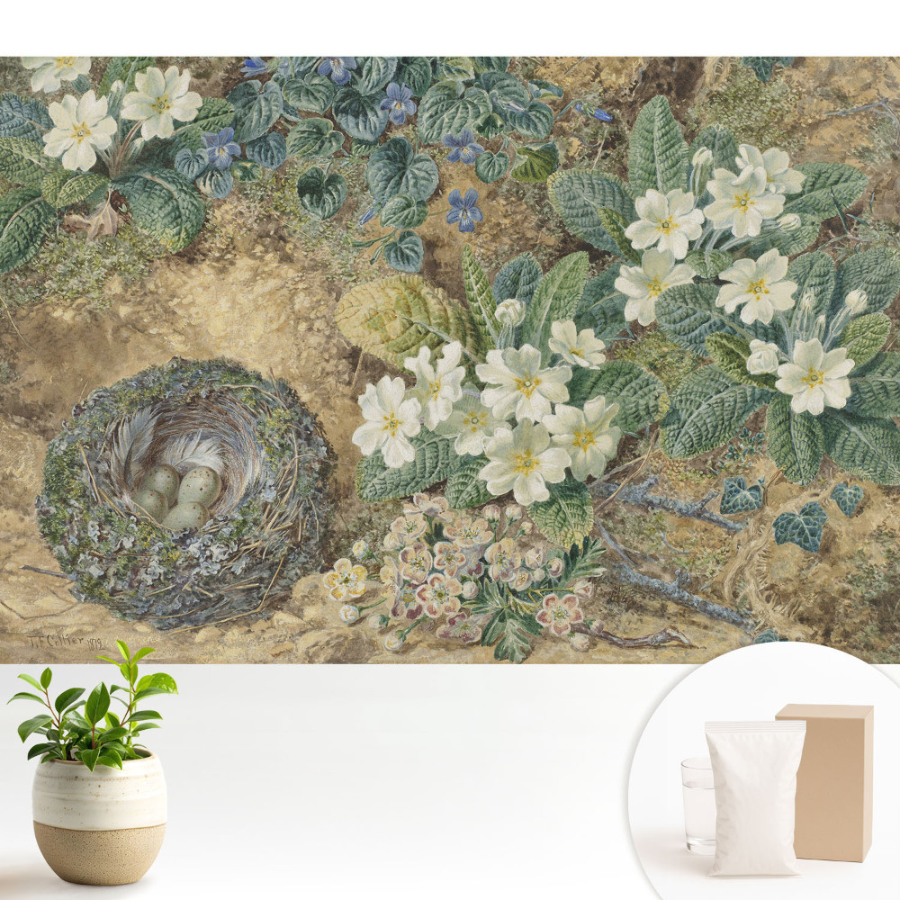 Modern tapéta Primula virágok madárfészekkel