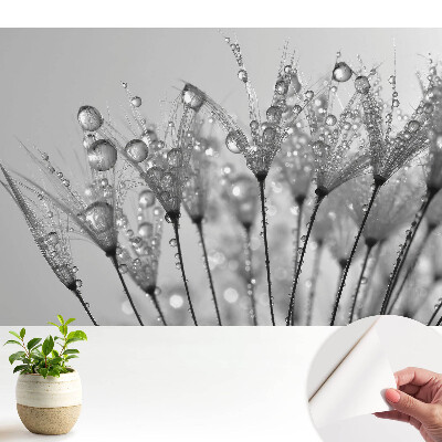 Öntapadós tapéta Cseppek pitypang magokra