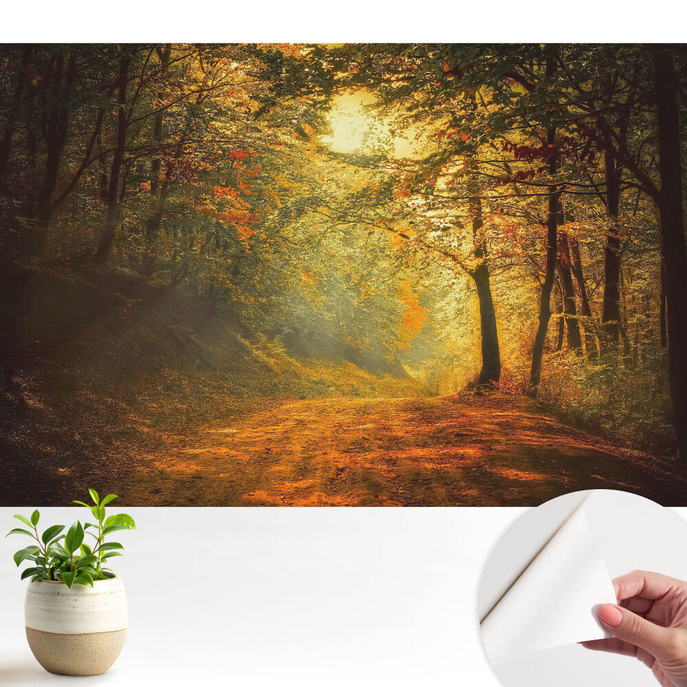 Dekor tapéta Az őszi erdő varázsa