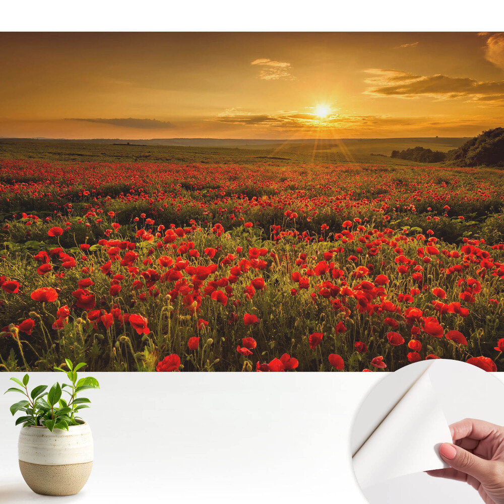 Modern tapéta Naplemente a pipacsmezőn
