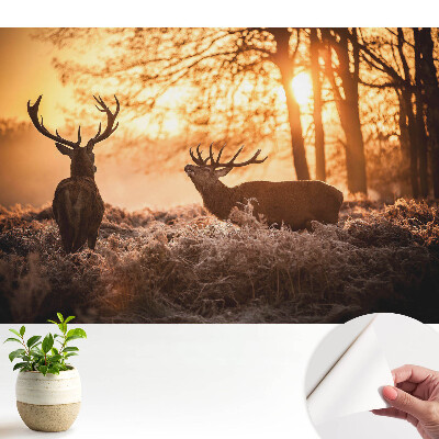 Öntapadós tapéta Őszi szarvasok a napfelkelte fényében