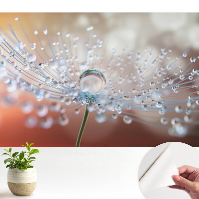 Modern tapéta Egy átlátszó csepp a pitypang szálain