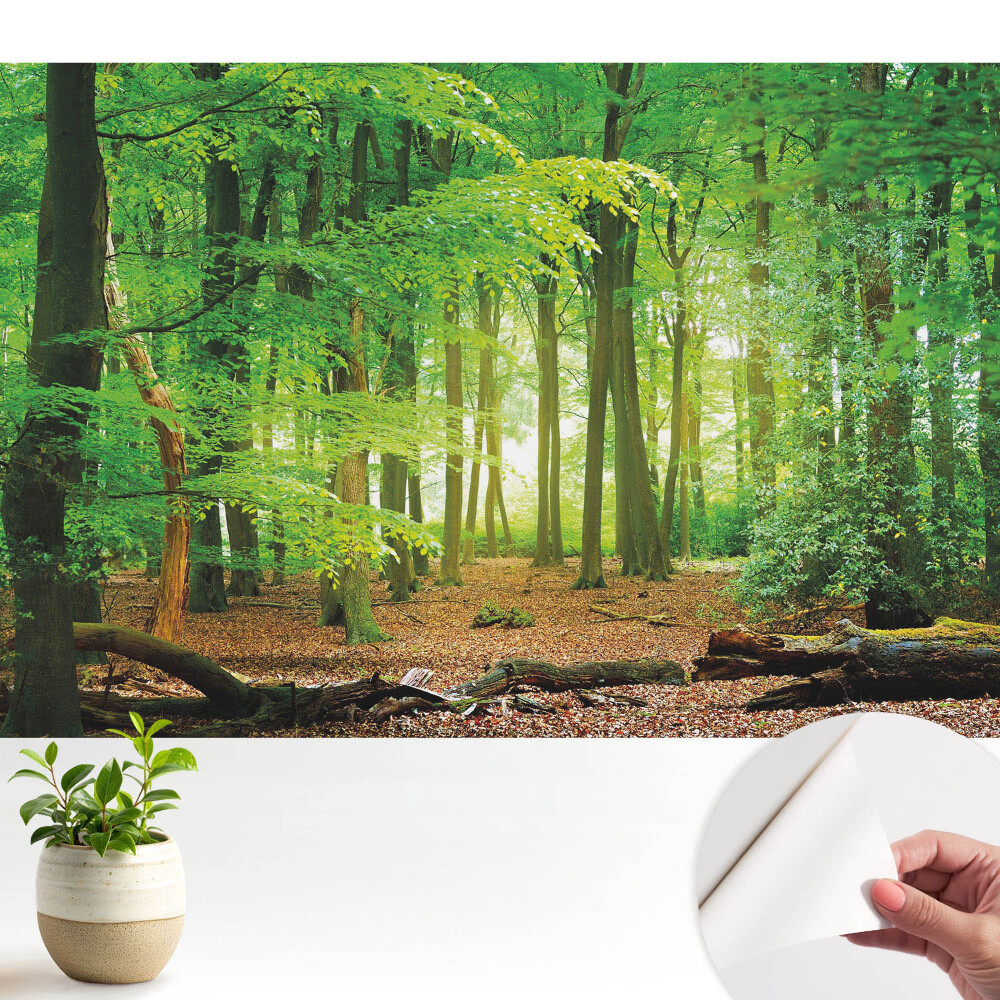 Modern tapéta erdei táj napsugarakkal