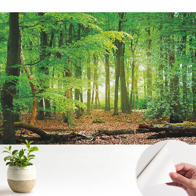 Modern tapéta Erdő táj napsugarakkal