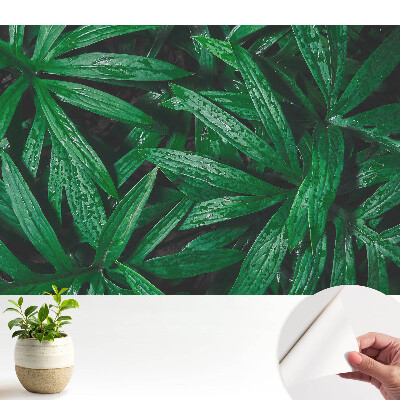 Tapéta Levelek közeli képe