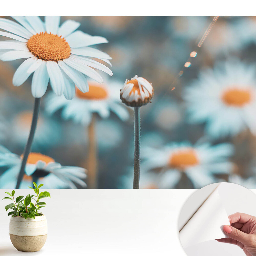 Modern tapéta A finom kamillavirág békét hoz