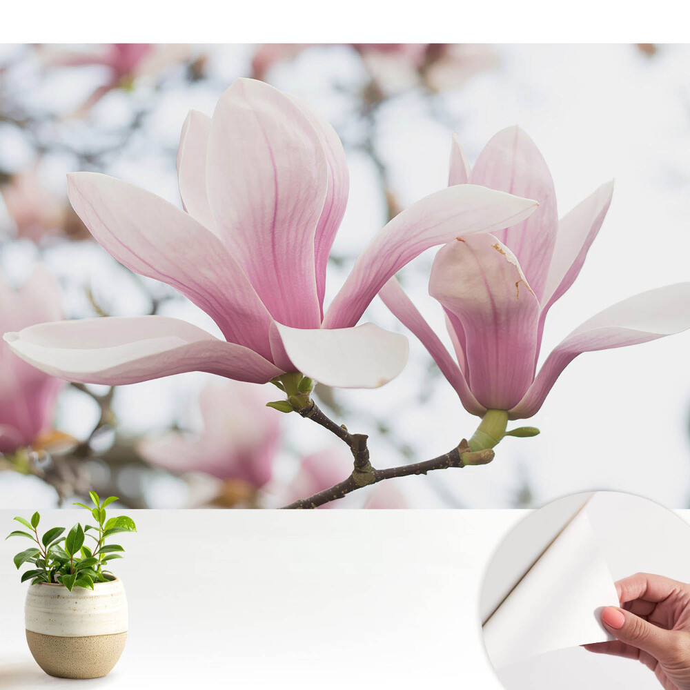 Öntapadó tapéta Rózsaszín magnóliák romantikus természet