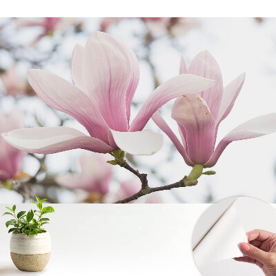 Öntapadó tapéta Rózsaszín magnóliák romantikus természet