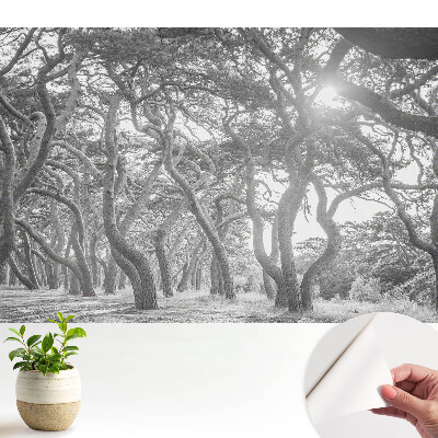 Dekor tapéta Titokzatos, klasszikus erdő