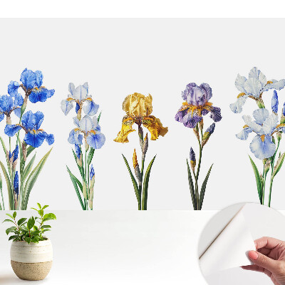 Dekor tapéta Színes írisz virágok fehér alapon